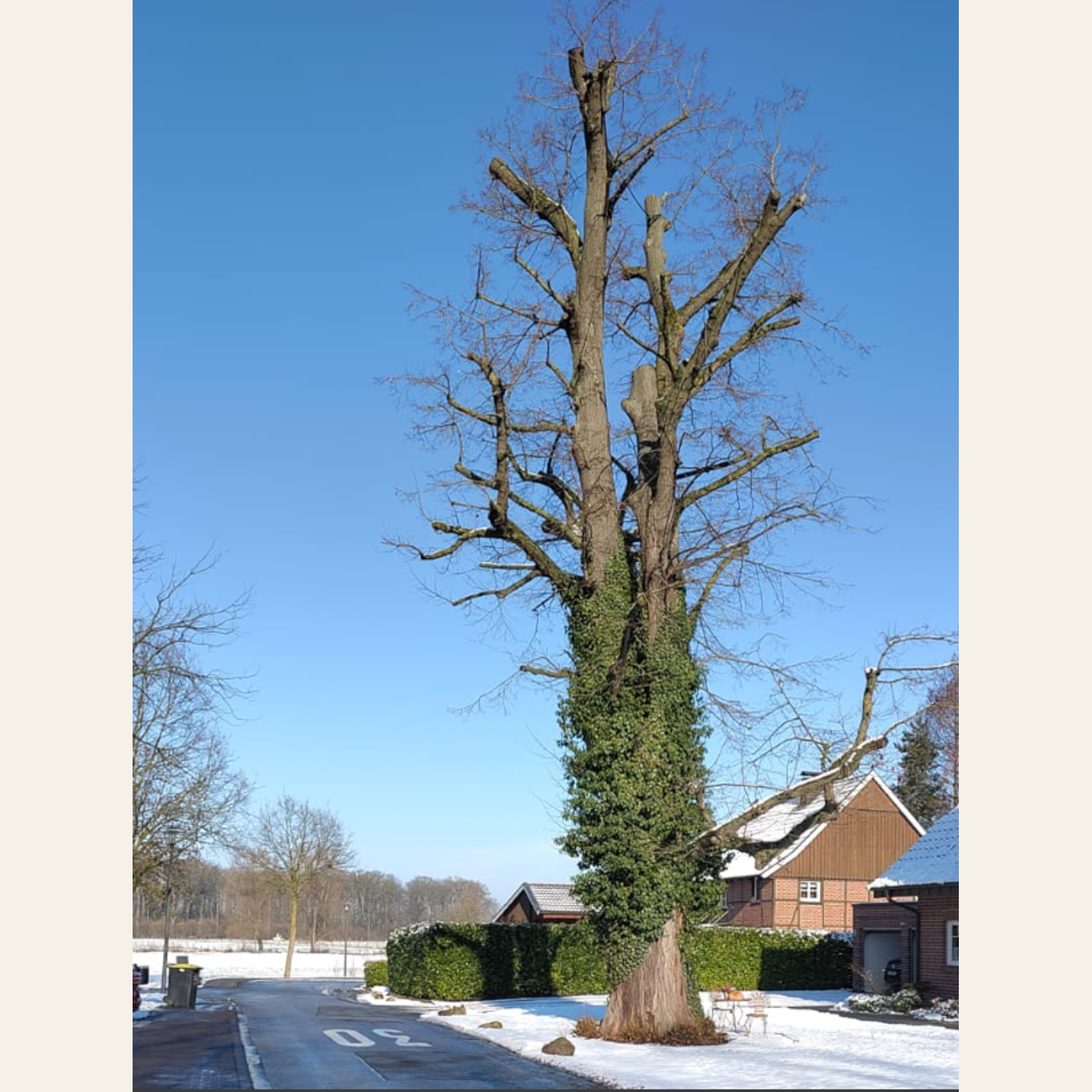 Die alte Linde an der Straße „Im Klostergarten“ in Liesborn stirbt!